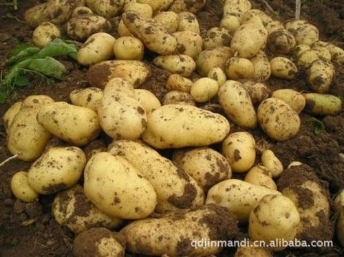 马铃薯土豆老品种洋芋新货定西精选农家肥种植初级农产品5斤包邮
